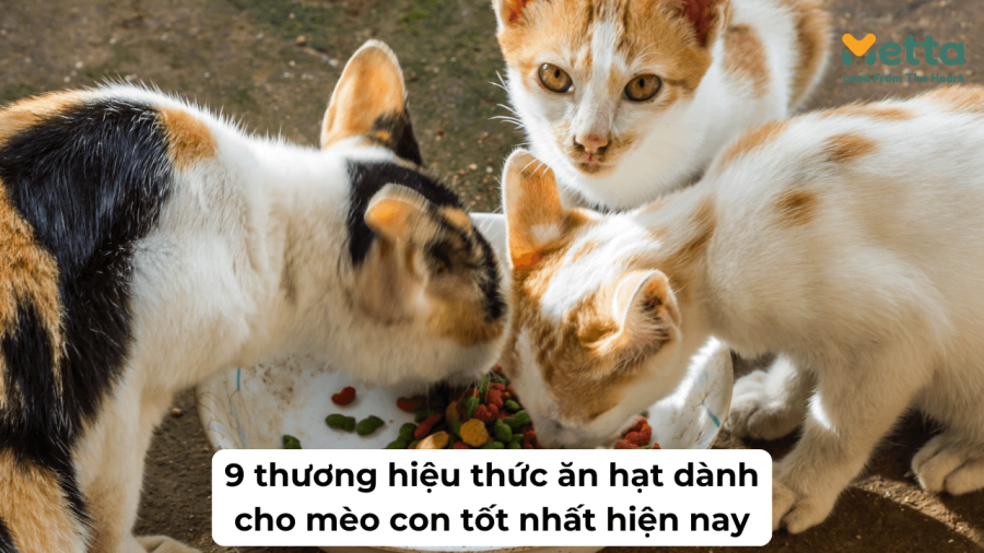 9 Thương Hiệu Thức ăn Hạt Dành Cho Mèo Con Tốt Nhất Hiện Nay