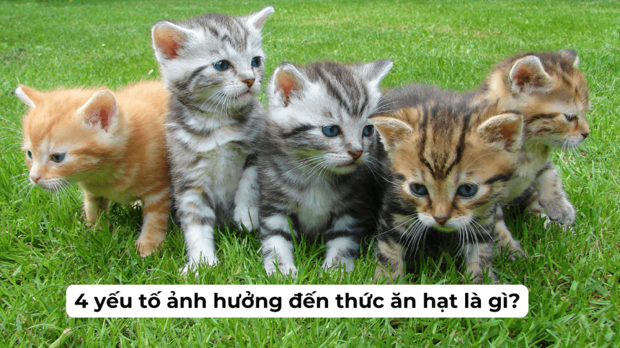 Các Yếu Tố ảnh Hưởng đến Thức ăn Hạt