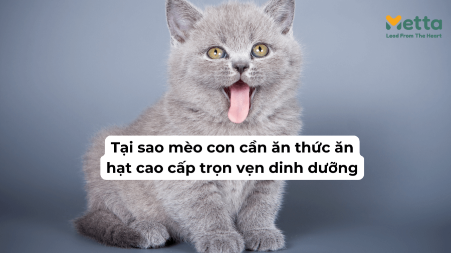 Tại Sao Mèo Con Cần ăn Thức ăn Hạt Cao Cấp Trọn Vẹn Dinh Dưỡng