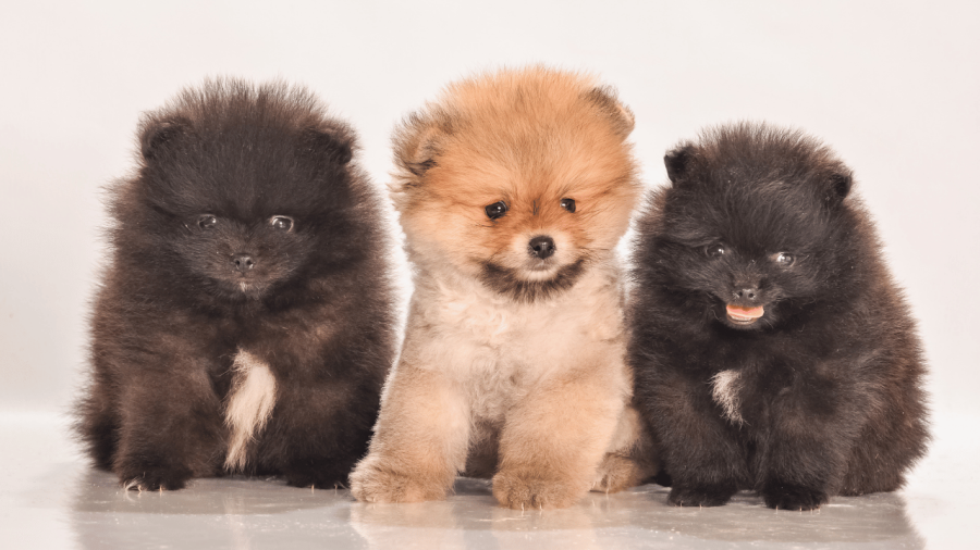 Cách Chọn Thức ăn Cho Chó Cảnh Theo Giống & Tuổi