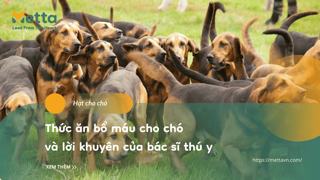 Thức ăn Bổ Máu Cho Chó Và Lời Khuyên Của Bác Sĩ Thú Y