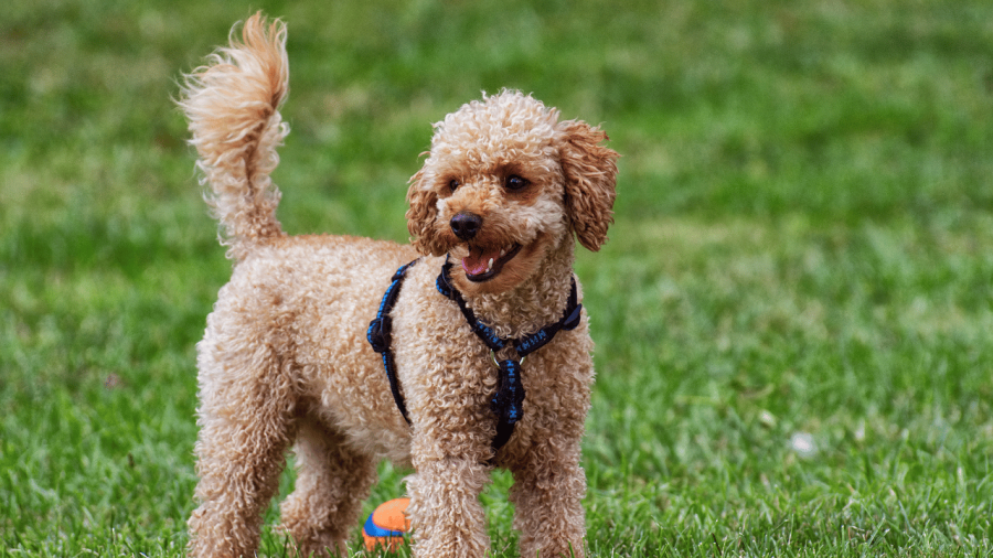 Vì Sao Chó Poodle Cần Hạt
